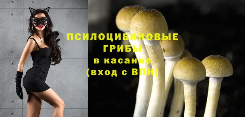 где купить наркотик  Балей  Галлюциногенные грибы Psilocybine cubensis 